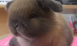 簡直是撒旦化身！擊潰少女心的最強武器—荷蘭垂耳兔 荷蘭垂耳兔、 Holland Lop、兔子、兔、品種