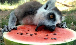 吃西瓜不吐西瓜皮？15種動物吃西瓜的貪吃模樣 西瓜、動物、可愛