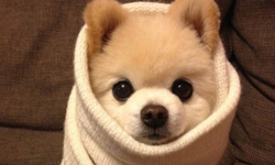 就是喜歡這樣捲來捲去！可愛翻天的動物手捲大特蒐 動物、可愛、狗、貓、兔子