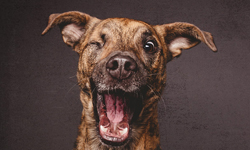 狗界偶像明星！鏡頭下的狗狗呆萌魅力攝影集 狗、攝影、鏡頭、攝影集、德國、狗狗、表情、逗趣、 Elke Vogelsang、三劍客、呆萌