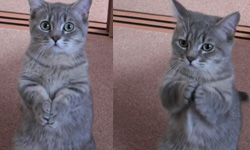 求求你給我吃！貓咪乞求早餐的4個方法       貓咪、萌、貓奴、早餐