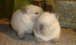 兔界的「矮胖萌」！7個荷蘭侏儒兔值得你愛的理由 荷蘭侏儒兔、 netherland dwarf、荷蘭、侏儒兔、兔子