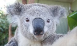 不只會睡還會按快門！好奇心爆發的超萌無尾熊自拍照 無尾熊、自拍、動物、可愛、萌、WILD LIFE Sydney Zoo