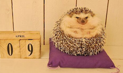 就算圓滾滾也能靈活走跳！胖刺蝟丸太郎的激萌日常 刺蝟、胖、圓滾滾、可愛、生活