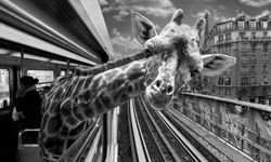 巴黎地鐵變挪亞方舟？野生動物進城攝影集 野生動物、地鐵、攝影、藝術、巴黎