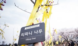 妞快報：為偶像種下滿滿的愛！粉絲造林送少女時代當禮物 妞快報、少女時代、造林、少女時代森林