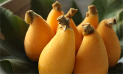 沒彈過琵琶也要吃過枇杷！揭開你所不知道的枇杷秘辛 保健、枇杷、止咳、B群、排毒