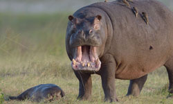 舐犢情深！小河馬被殺 河馬媽媽心碎怒吼 Neal Cooper、河馬、動物、媽媽、非洲