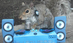 每天都要cosplay！松鼠變身百變「萌」主 松鼠、cosplay、Mary Krupa、美國、大學