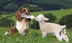 小雞的褓姆是狗！農場動物的專職照護員「獵犬傑斯」 Jess、英國、獵犬、狗狗、小雞