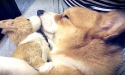 你也愛牠的小短腿？盤點台灣十大超人氣柯基！ 柯基、corgi、可愛、狗、dog