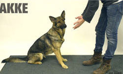 就是讓你吃不到咧～魔術師把零食變不見之狗狗爆笑反應 魔術、狗、芬蘭、Jose Ahonen、法鬥