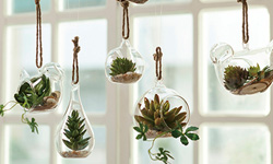 新型態居家寵物！超可愛多肉植物裝飾    寵物、居家、植栽、多肉植物、盆栽