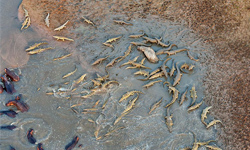 撂兄弟來處理啊！直擊河馬為死去的同伴向鱷魚宣戰 South Luangwa、Marc Mol、河馬、鱷魚、非洲