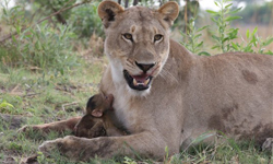 殺母仇人當我媽！母獅殺死母狒狒後 給小狒狒喝ㄋㄟㄋㄟ 美國、攝影師、Evan Schiller、Lisa Holzwarth、非洲