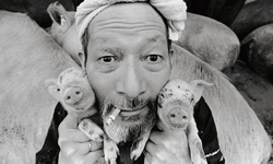 用愛陪伴牠們成長！豬農爺爺與小豬仔的快樂生活 Otchan、Toshiteru Yamaji、攝影、小豬、養殖場