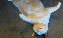 貓咪打噴嚏代表等等會下雨？解析貓咪動作對應的天氣 H.H.C. Dunwoody、貓咪、貓奴、氣象、天氣