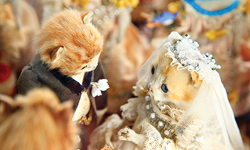 小兔子上學、貓咪披婚紗 動物標本的人類生活 動物、標本、兔子、貓咪、玩牌