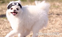 要學忍術也要進行牆外調查任務？博美很忙的變裝秀 博美、Mio、狗狗、萌、可愛