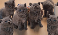 不停跑出小貓小狗的餅乾袋？英國餅乾的創意廣告 威化餅乾、英國、廣告、餅乾、創意、狗、貓、猴、甜蜜、開心、吃