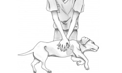 飼主必學！如何幫貓狗CPR？ 寵物健康、CPR、心肺復甦術、飼主、寵物