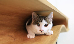 一邊工作一邊跟貓玩！貓奴限定的貼心「貓桌」發明 貓桌、CATable、香港、發明、書桌