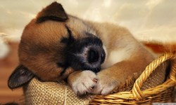 我就是不想睡覺嘛！哄狗狗睡覺的5個方式 狗狗、萌、睡覺、哄、小嬰兒