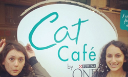 幫貓咪快速找到認養主人？限定4天的貓咪主題咖啡店 Purina One、Cat Café、貓、咖啡、限定