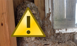 3年未進房門　一打開驚見角落人形半身 進門、角落、驚見、發現、人形、人類、半身、上半身、腐爛、木頭、蜂窩、蜂巢、虎頭蜂、胡蜂、詭異、恐怖、孟克、吶喊、棚屋、庫房、房間、社群、網站、CountBubs、Reddit