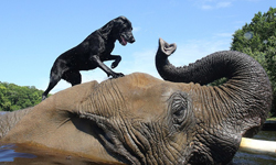認識你是我此生最幸運的事！拉不拉多犬與大象的戲水時光 拉不拉多犬、大象、戲水、玩水、Bubbles、Bella、泡泡、貝拉