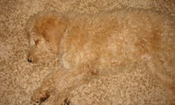 讓貓貓教你如何玩躲貓貓！狗貓的驚人偽裝術 躲貓貓、貓、狗、萌、可愛