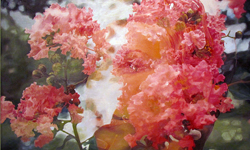 唯美照片也能用畫的？夢遊花境的絕美仿重曝 Pakayla Biehn、重曝、少女、花、畫、壓克力、油畫、藝術、情感、故事、照片、仿真、藝術