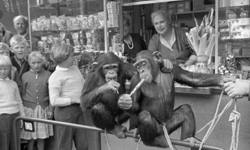 可以和小猩猩一起用餐！1955年的動物園顛覆腦中印象 動物園、攝影、猩猩、河馬、猴子