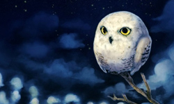 捕捉動物最迷人的一刻  Ingrid Tan純真派療癒插畫 插畫、動物、Ingrid Tan