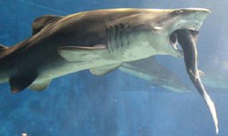 同居10年突然翻臉？水族館鯊魚當眾活吞同類 鯊魚、生吞、自相殘殺、獵奇、日本、Aqua World