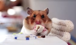 可愛到心都要融化啦！給黃金鼠的專屬墨西哥捲大餐 黃金鼠、倉鼠、墨西哥捲、影片、youtube