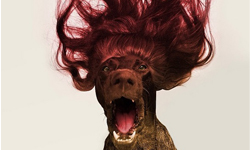 怎麼惡搞都不生氣！任主人擺佈的乖狗狗變裝秀 Instagram、Samuel Jurcic、Lal、變裝、狗