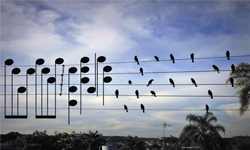 名副其實「大自然的樂譜」！電線上鳥兒停成一首歌 歌曲、音樂、自然、大自然、樂譜