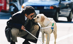 我不想和狗狗說再見！5部感人寵物電影推薦 不捨、寵物、狗、貓、感人