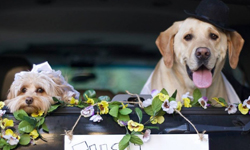 我們結婚了狗狗版！最愛放閃的狗兒夫婦生活 Pete、Tally、狗狗、夫婦、結婚