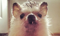 缺牙更可愛！鬍子老爹與小刺蝟Norman的羅曼史       刺蝟、寵物、萌、Norman、人氣