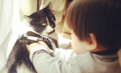 貓咪姊姊好冷淡……日本小正太熱臉貼冷屁股全記錄       貓咪、貓、日本、正太、兒童