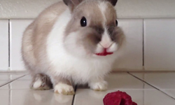 「朱唇」顫動讓人受不了呀！動物與寶寶吃覆盆子的時光 Bunny Eating Raspberries、兔子、兔兔、覆盆子、北鼻