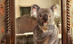 歡迎加入對鏡自拍行列！拍照不求人的可愛動物照片 silvio medeiros、Diomedia、自拍、鏡子、動物