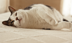 老子醒了你就不准睡！貓咪叫主人起床惡霸實錄 貓、貓咪、貓咪、睡覺、起床