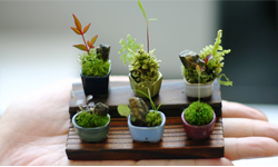 小巧可愛好療癒　比拇指還小的超迷你盆栽！ 拇指、迷你、盆栽、迷你盆栽、可愛