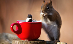 好朋友就是像我們一樣！松鼠和黑頂山雀的可貴友情 Andre Villeneuve、松鼠、黑頂山雀、動物、友情