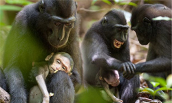 別碰我寶貝！心碎母猴緊抱死嬰不放數日 母猴、死嬰、猴子、寶貝、心碎