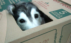 以為自己是貓咪？狗兒身貓咪心的哈士奇Tally 貓咪、貓奴、哈士奇、Tally、網友、紙箱、飼主、睡姿、四腳朝天、龐大、可愛、吠、娃娃