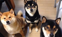 三隻柴犬=三倍可愛！來自日本的柴犬三兄弟 柴犬、日本、日柴、狗、可愛